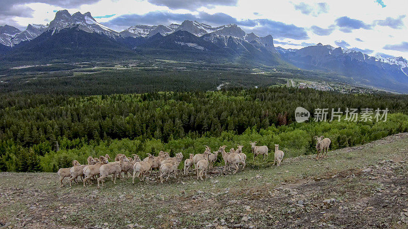 落基山大角羊(Ovis canada)风景